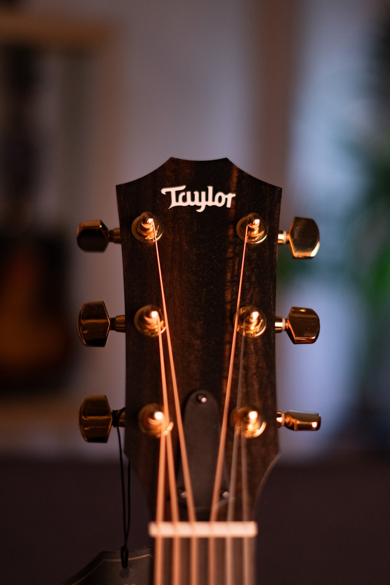 Taylor 50th Anniversary Ltd 217e-SB Plus